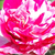 Roz - alb - Trandafir acoperitor - Gaudy™